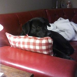 Meet your Posher, Maggie